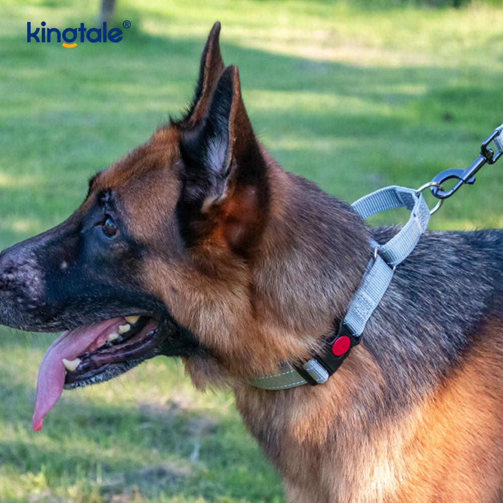 Quick Release No Pull reflecterende verstelbare nylon Martingale halsband